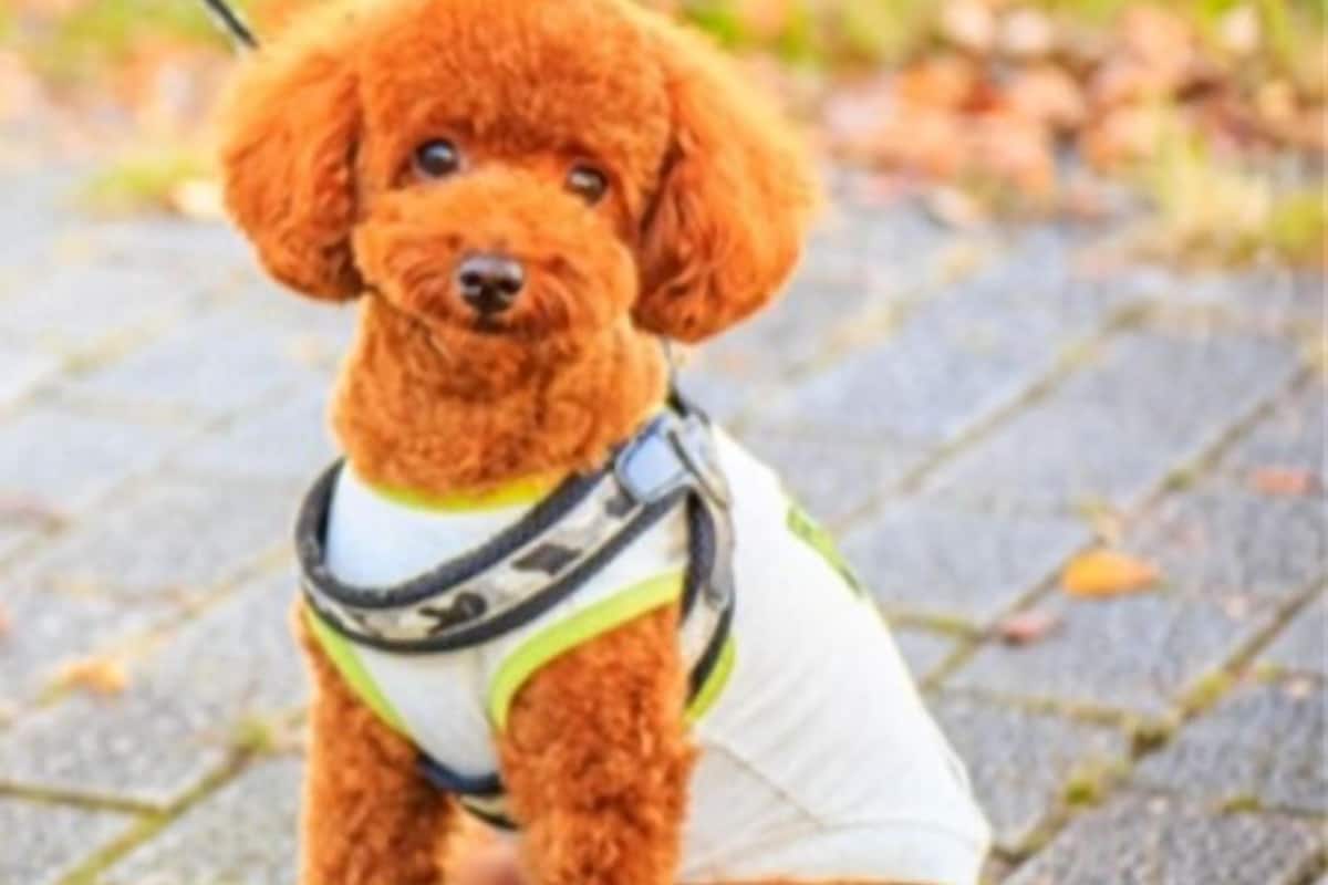 A small, curly-haired dog sitting on a paved surface.