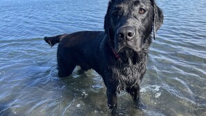 Ein schwarzer Hund steht im klaren Wasser.