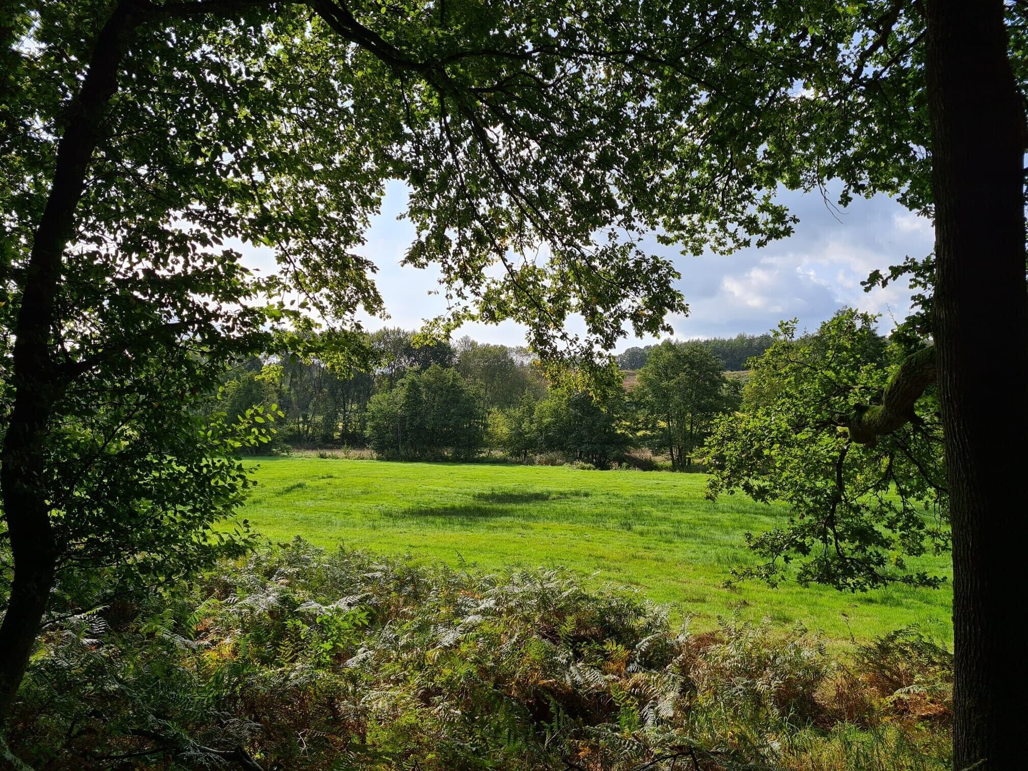 Ein grünes Feld mit Bäumen im Vordergrund und einer hügeligen Landschaft im Hintergrund.