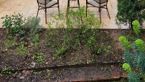 Un patio jardín con mesa y sillas, rodeado por un árbol en flor y un conífero alto.