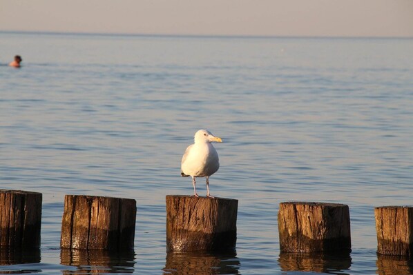 Een zeemeeuw rustend op een houten paal in het water.