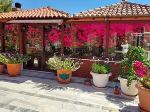 Dakterras