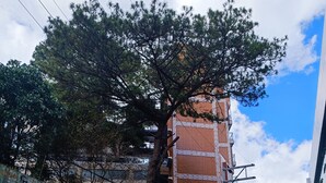 A building with a sign for 'MARAUDER'S BREW CAFE' and a tree in front. - RM Grandview Residences (Baguio)