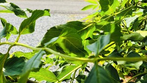 Una vista attraverso una fitta vegetazione verso una casa bianca con una porta rossa, immersa nel verde.