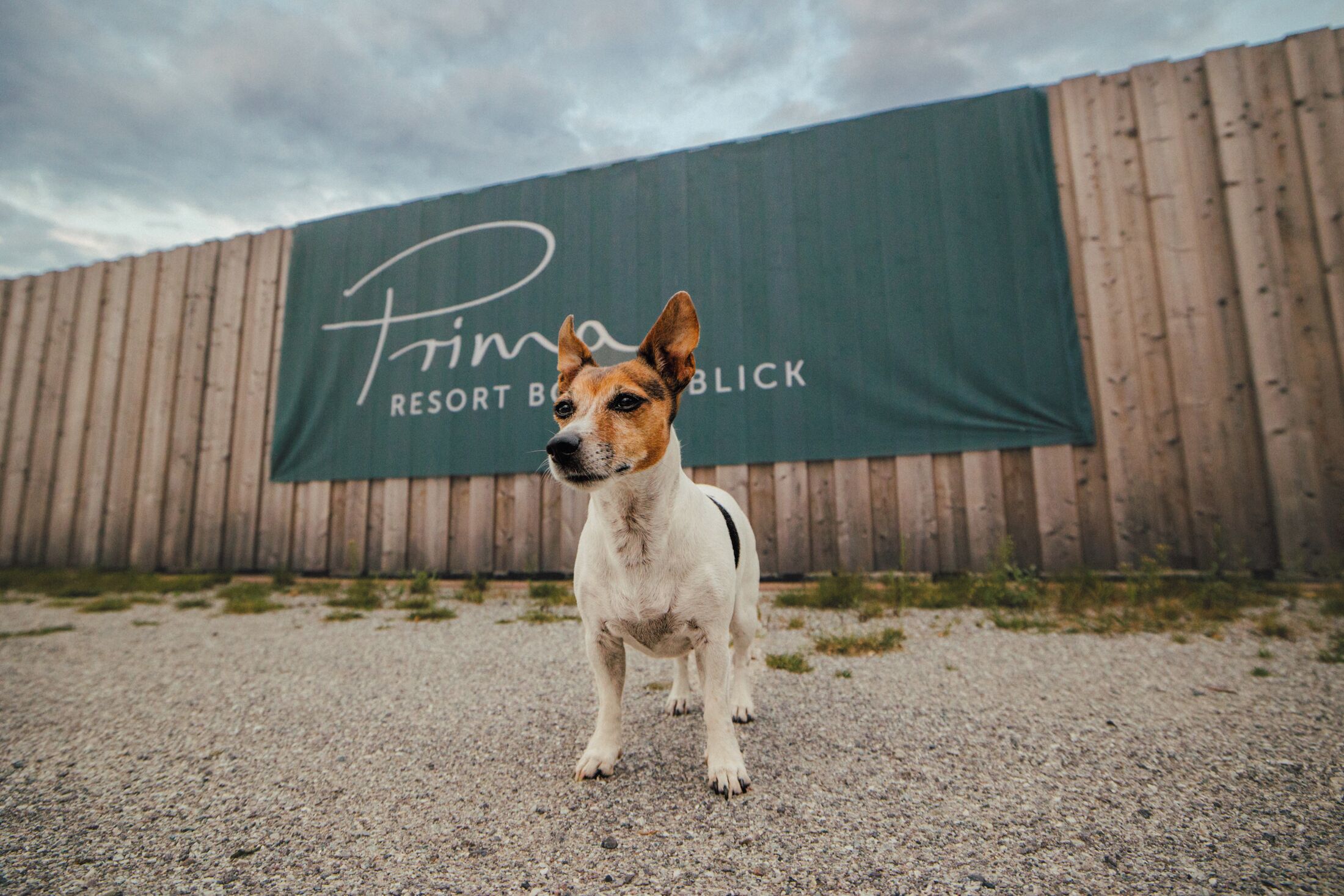 A dog standing in front of a wooden fence with a banner that reads "Prima Resort Blicck".