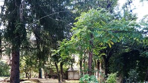 A garden with a stone wall, a wooden structure, and various plants. - Magia di Mare (La Spezia)