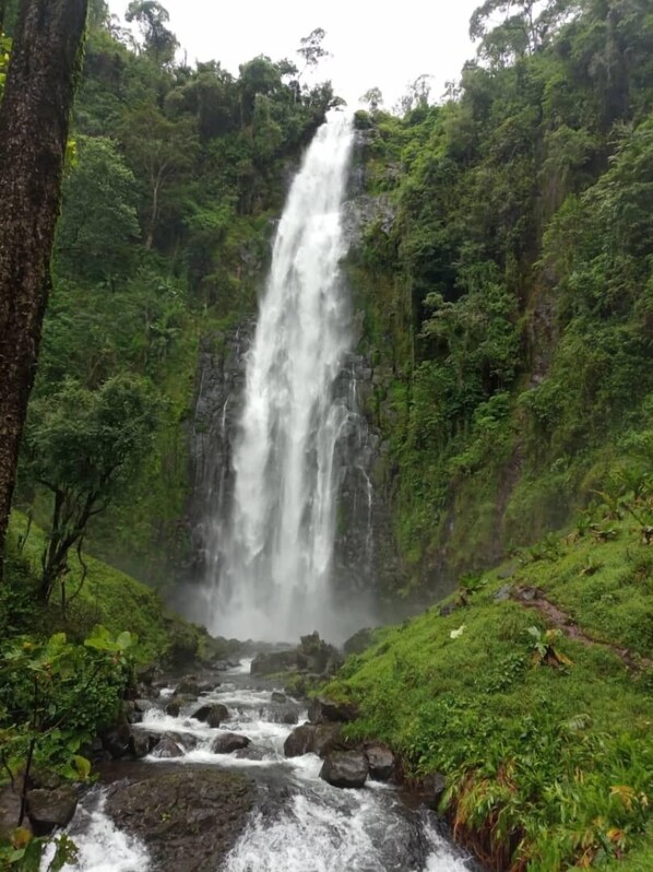 Una cascada rodeada de vegetación exuberante.