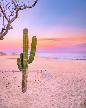 Un cactus en la playa bajo un cielo despejado.