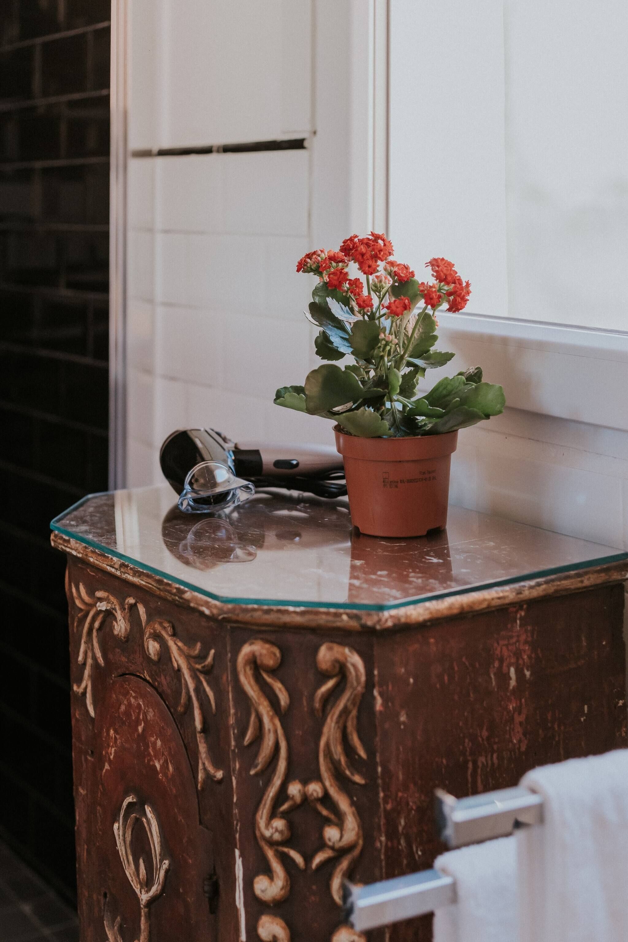 Une salle de bain avec un lavabo surmonté d’une plaque de verre, une plante en pot aux fleurs rouges, un sèche-cheveux et un porte-serviettes.