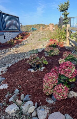 A garden with hydrangeas and a wooden fence.