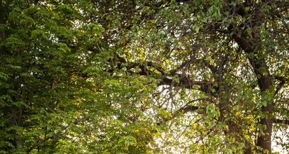 Tucked-in holiday home 'Puhovski' in tiny authentic Istrian village