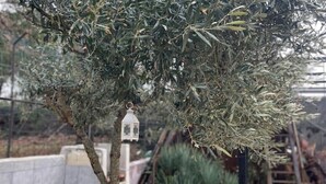 Un arbre auquel est suspendue une lanterne, entouré de différentes plantes et agrémenté d’un banc.