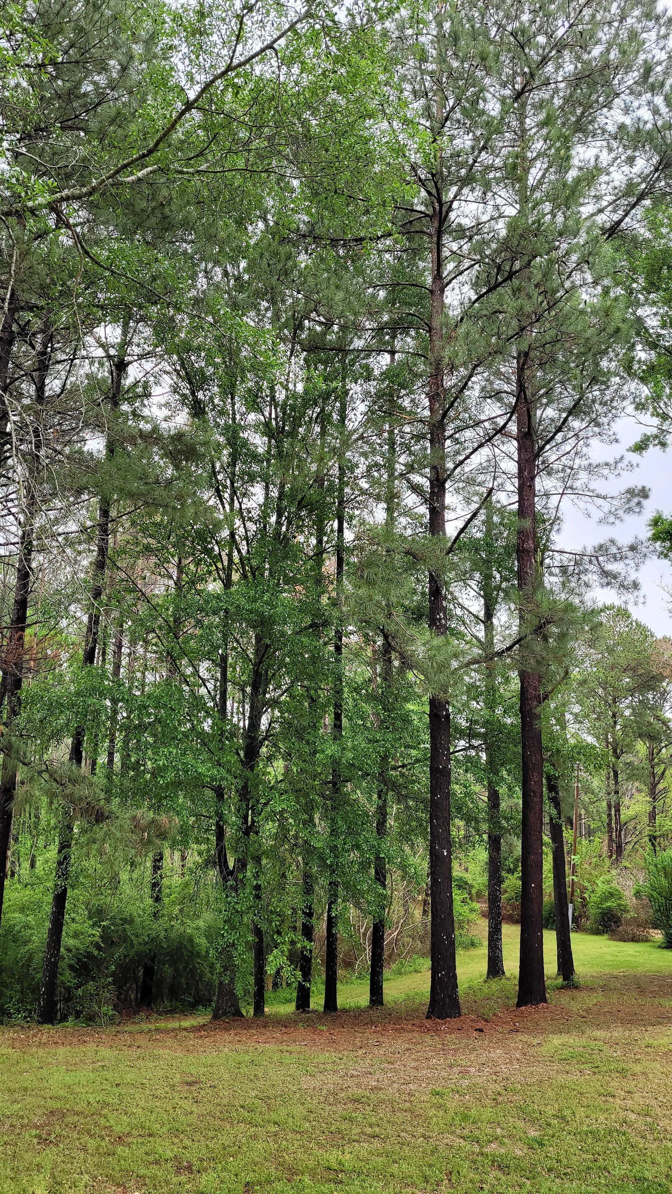 Une forêt avec de grands arbres et une zone herbeuse.