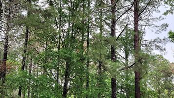 Une forêt avec de grands arbres et une zone herbeuse.