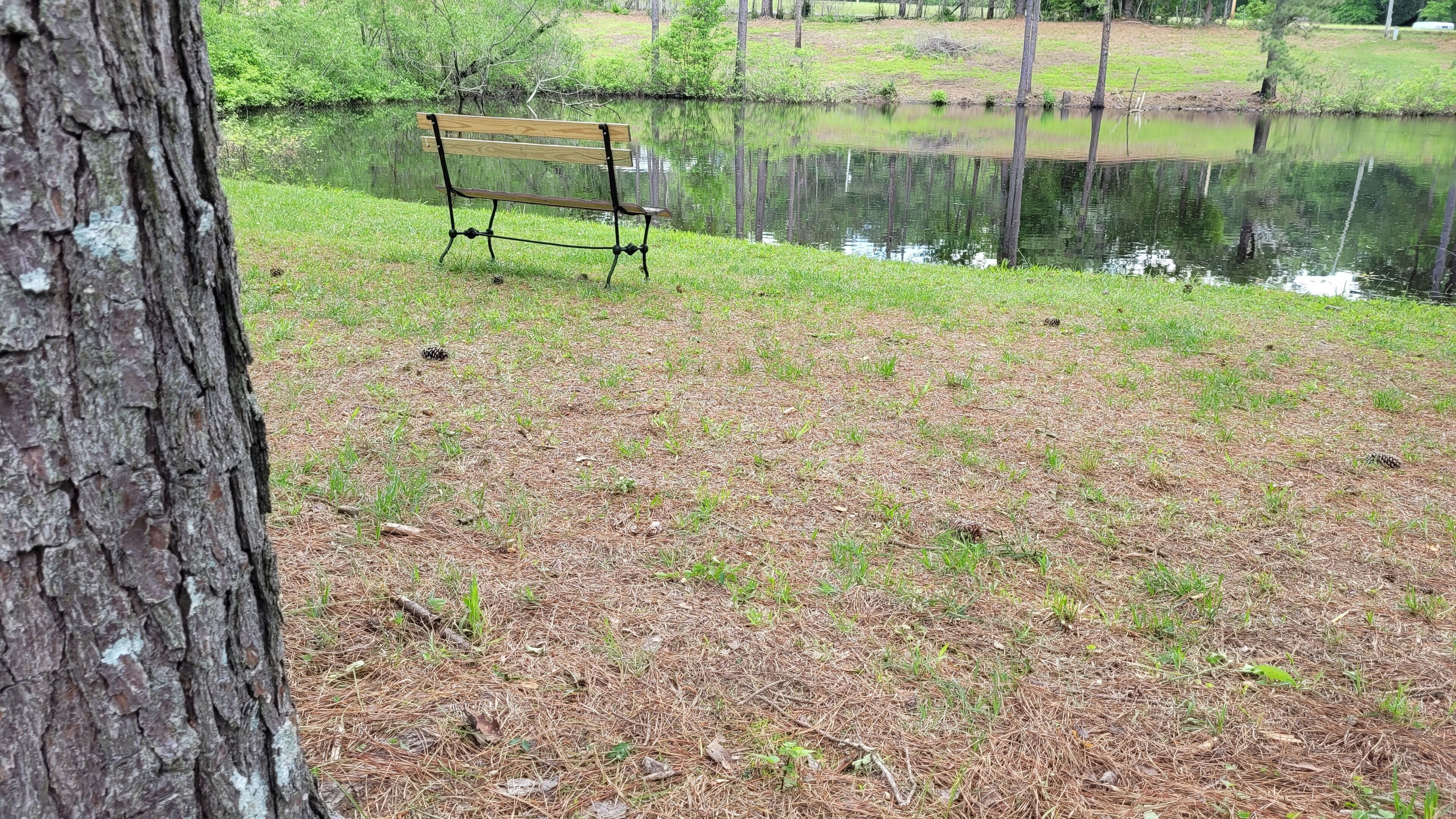 Un banc au bord d’un étang, avec le tronc d’un arbre au premier plan.
