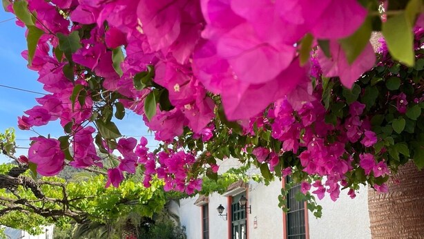 Una calle empedrada con buganvillas y plantas en macetas.
