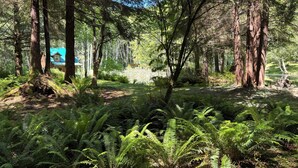 A forested area with tall trees and ferns. - Lower Twin Cabin - 34 beautiful private acres of forest, meadows and riverfront. (Twin)