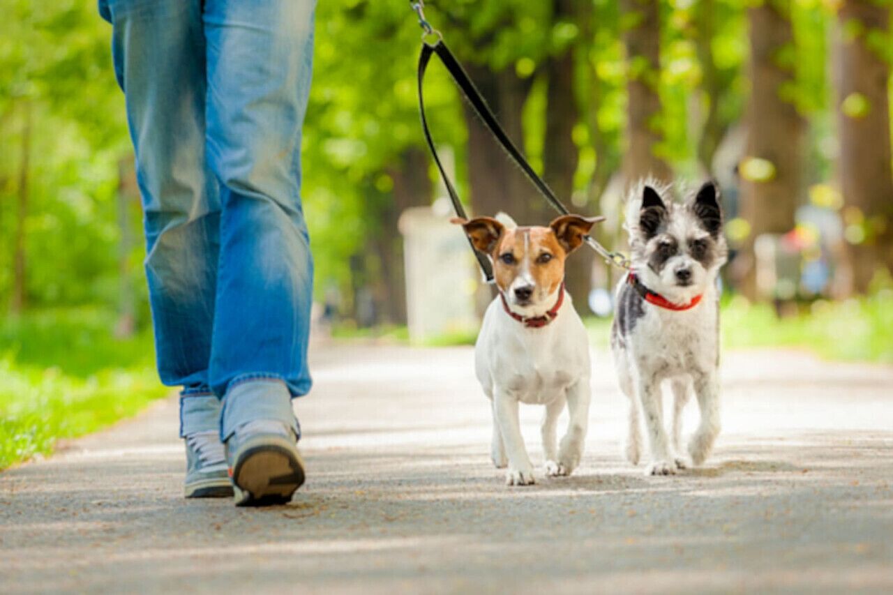 Animaux de compagnie acceptés