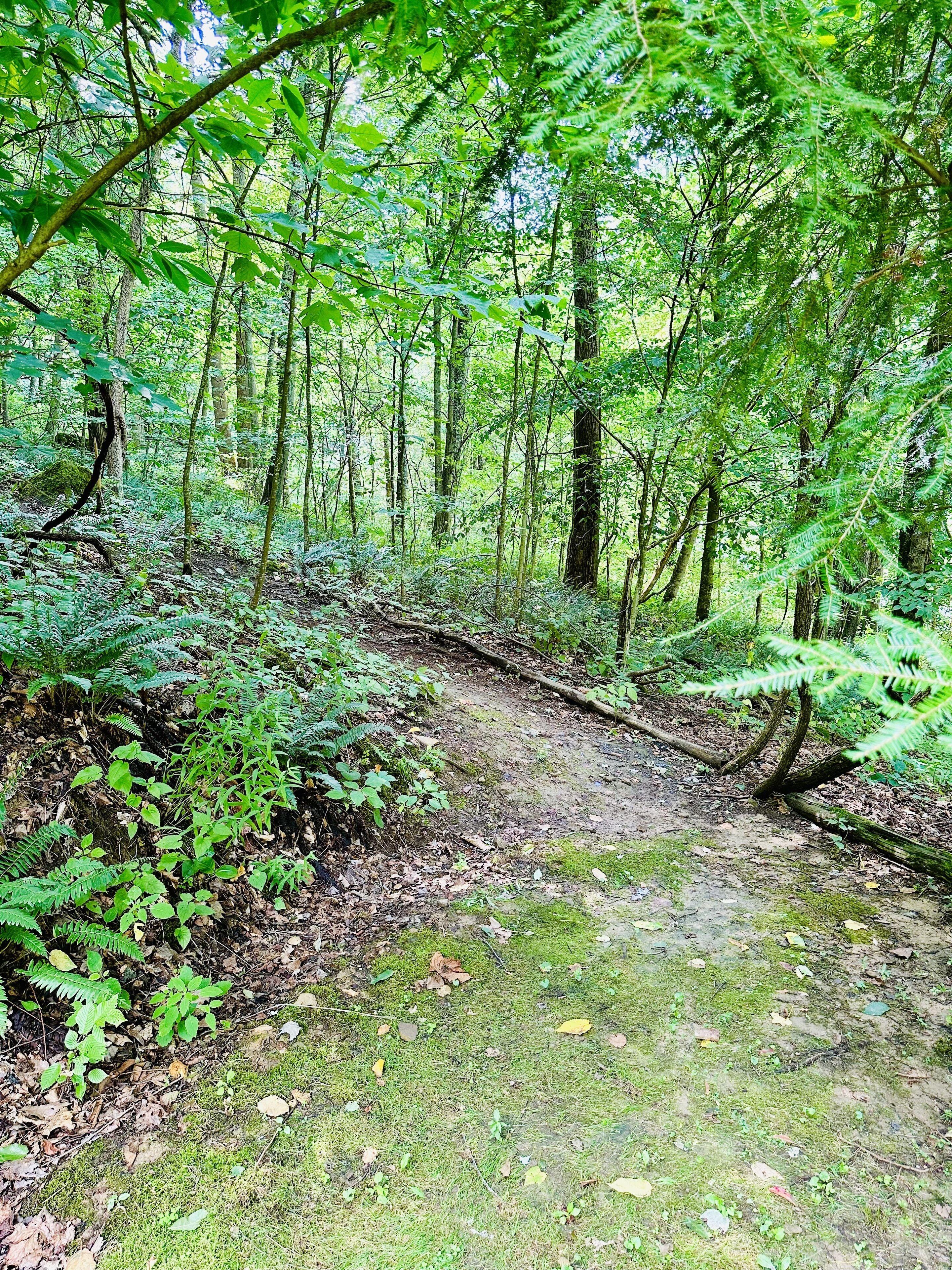 Un sendero en el bosque, rodeado de vegetación densa y árboles.