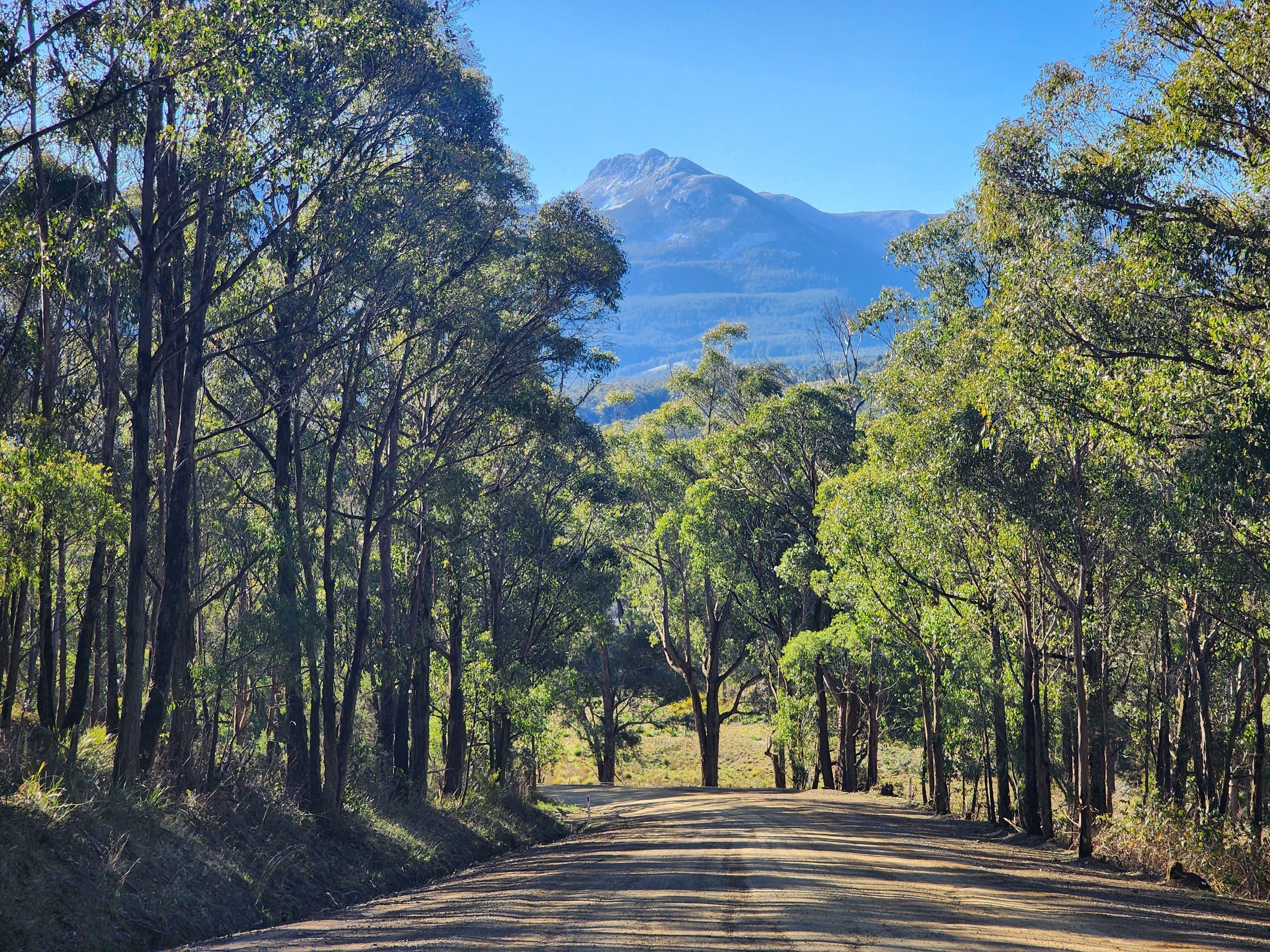 A dirt road flanked by tall trees leading to a mountain in the distance.