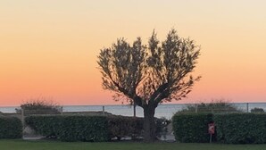 A tree in a landscaped area with a view of the sea at sunset.