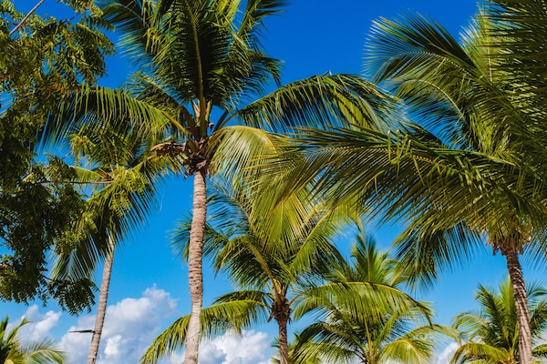Playa privada, playa de arena blanca y camas de playa gratuitas