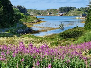 A coastal landscape with a lake, houses, and a field of purple flowers.