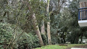 A garden with a paved walkway, surrounded by dense foliage and tall trees. - Pornichet - Résidence Ker Juliette (PORNICHET)
