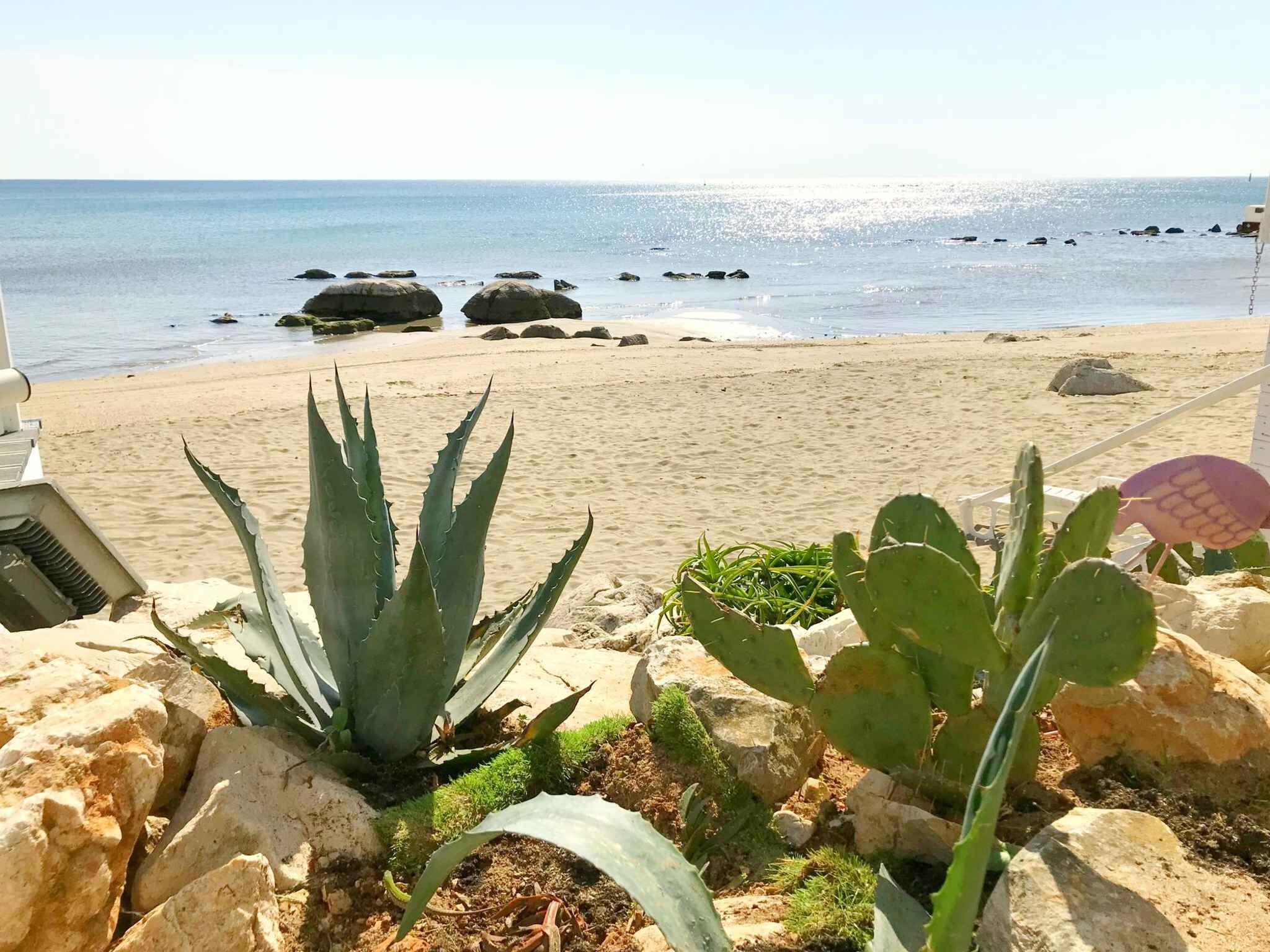 A beach with large rocks and cacti in the foreground, and a sandy beach with rocks and the sea in the background.