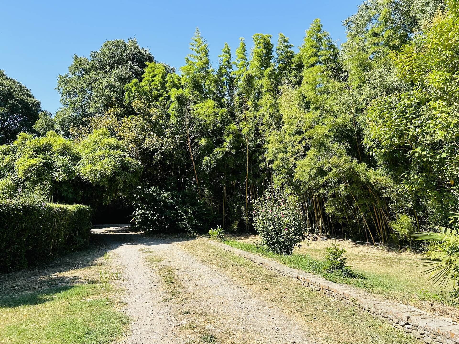 Un sentier de terre serpente à travers une forêt dense, où l’on trouve une grande variété d’arbres et d’arbustes.