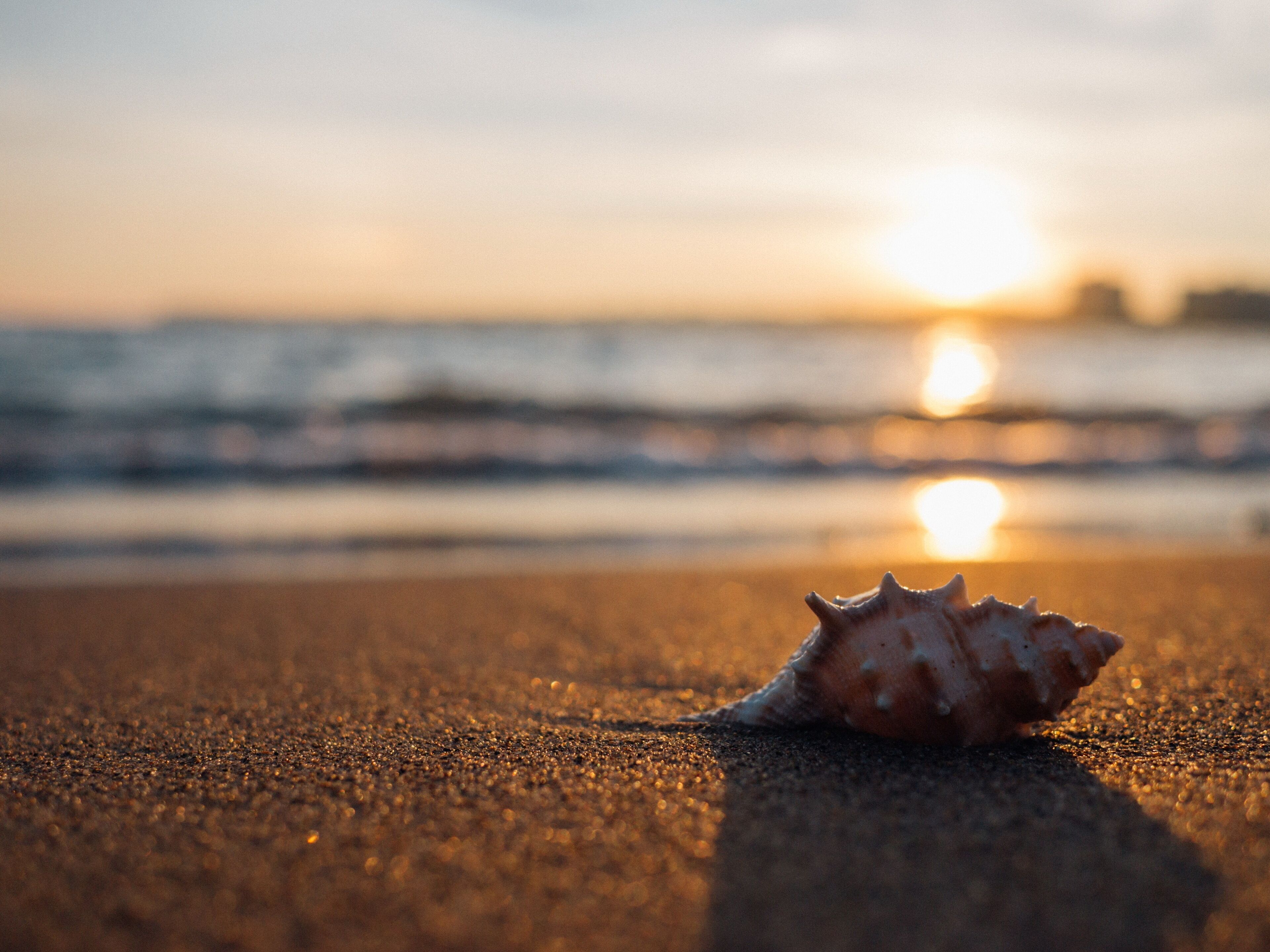 A seashell on a beach with the sun setting in the background.