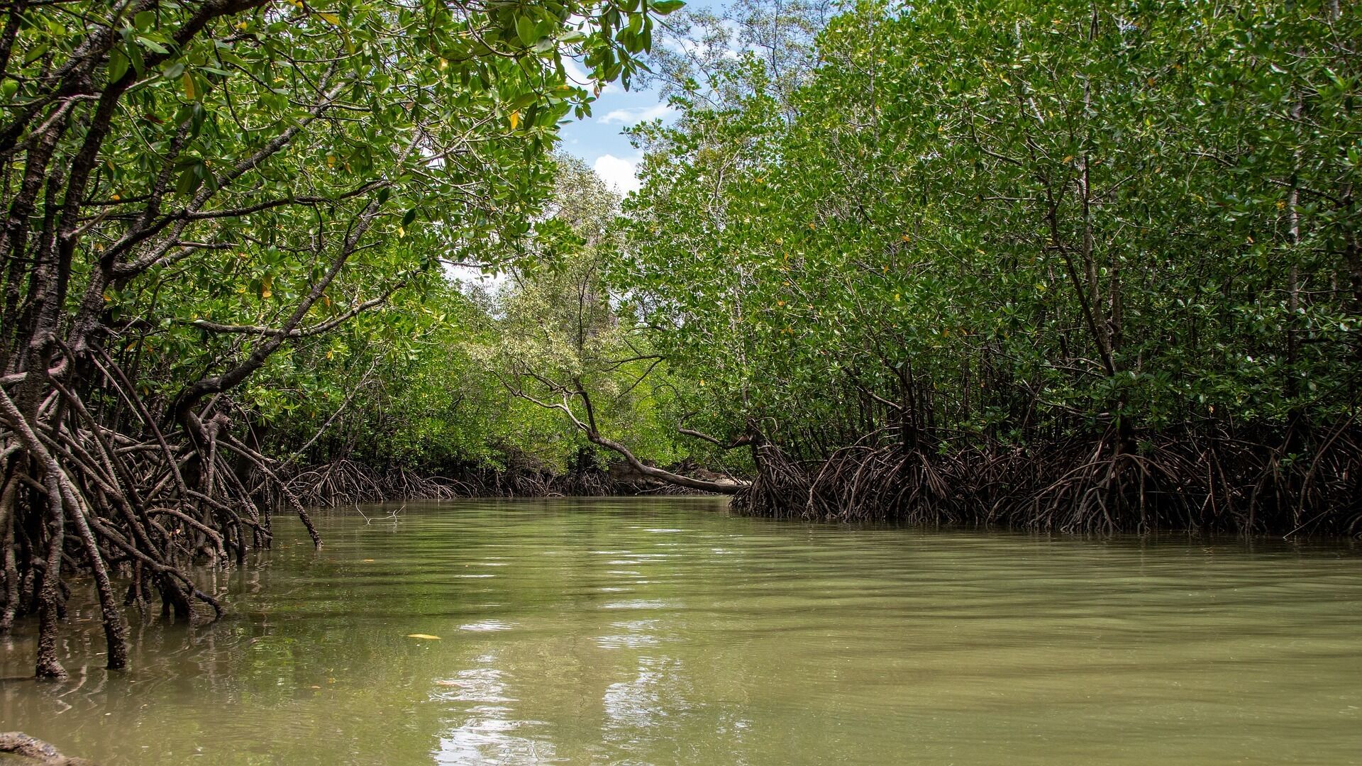 A mangrove forest with dense foliage and waterlogged roots.