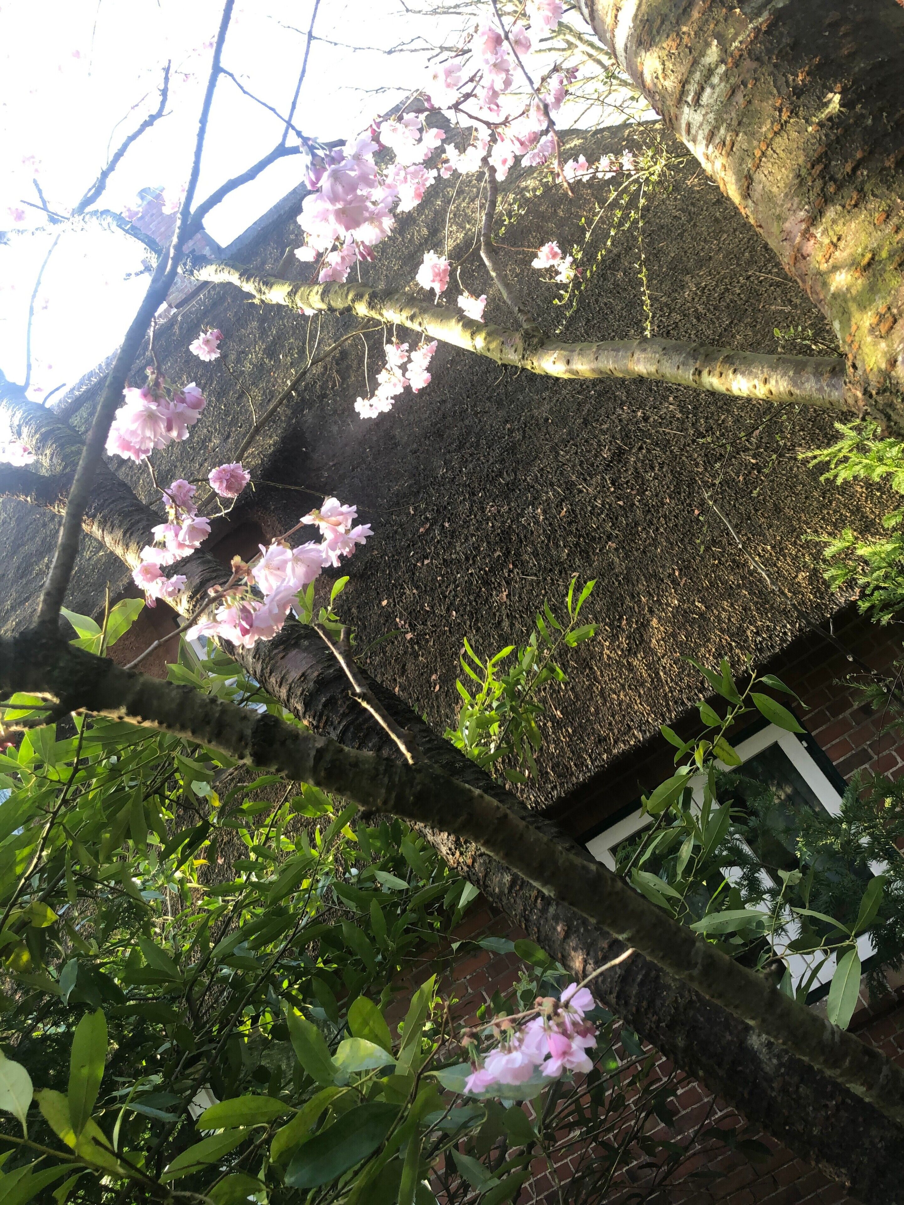 Un arbre aux fleurs roses, un mur de briques et un feuillage verdoyant.