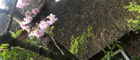 A tree with pink blossoms, a brick wall, and green foliage.