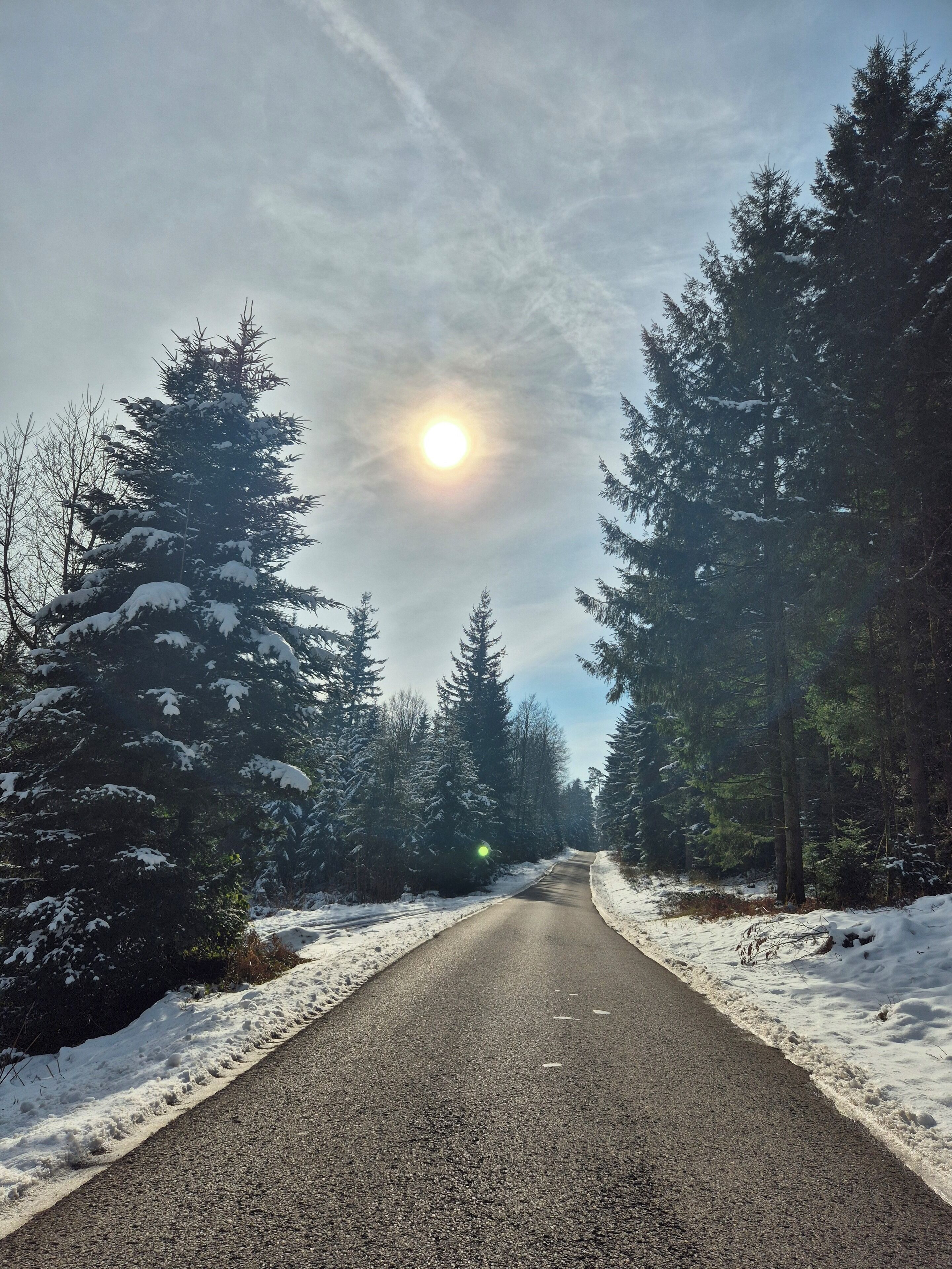 Eine schneebedeckte Straße, gesäumt von immergrünen Bäumen, wobei die Sonne durch die Äste scheint.