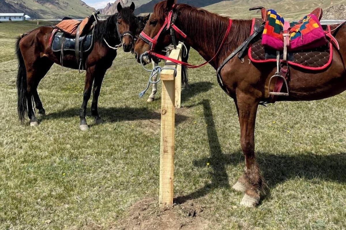 Two horses with saddles and bridles standing in a grassy field with mountains in the background.
