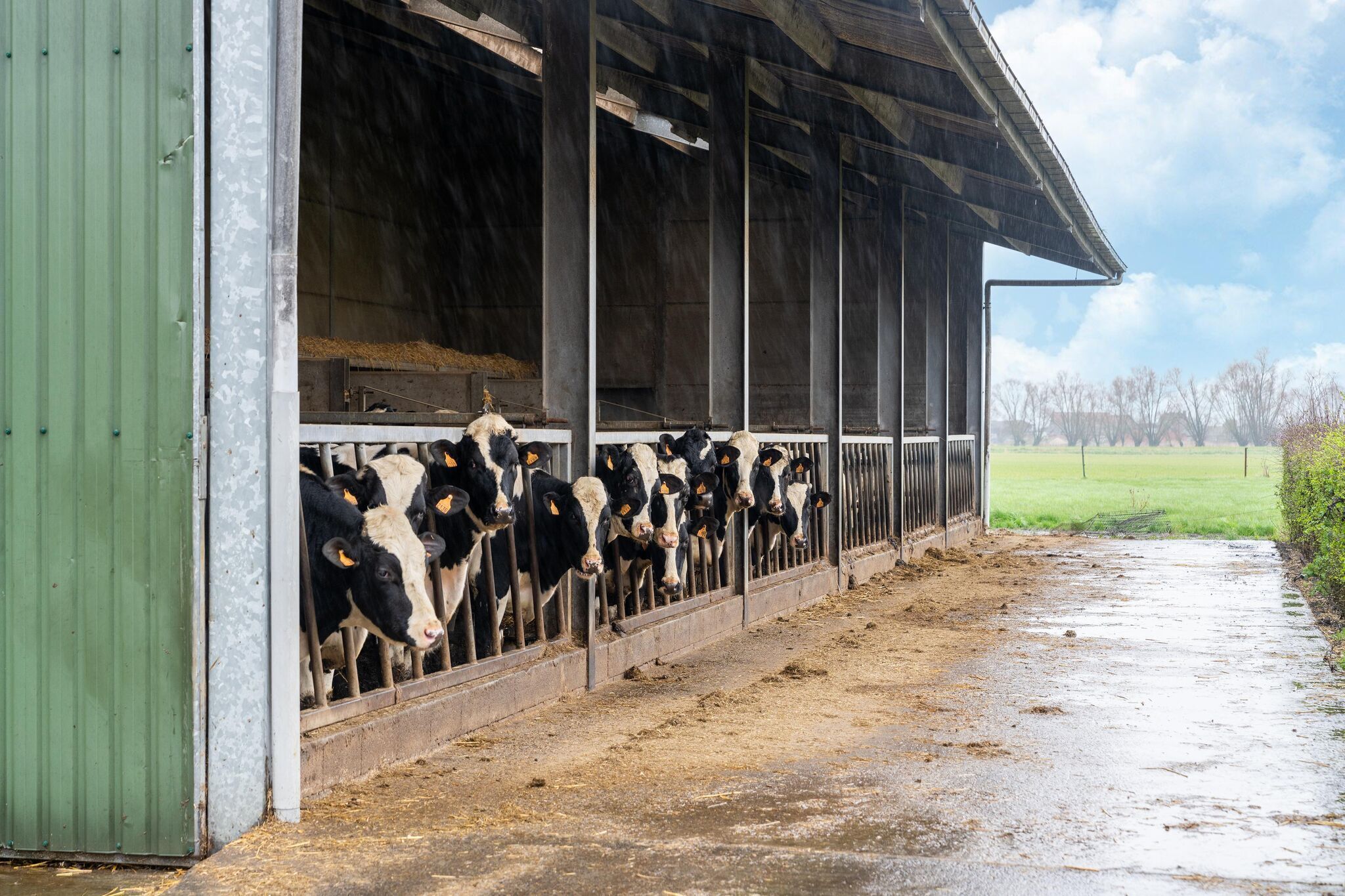 Une grange où des vaches se nourrissent dans un espace abrité.