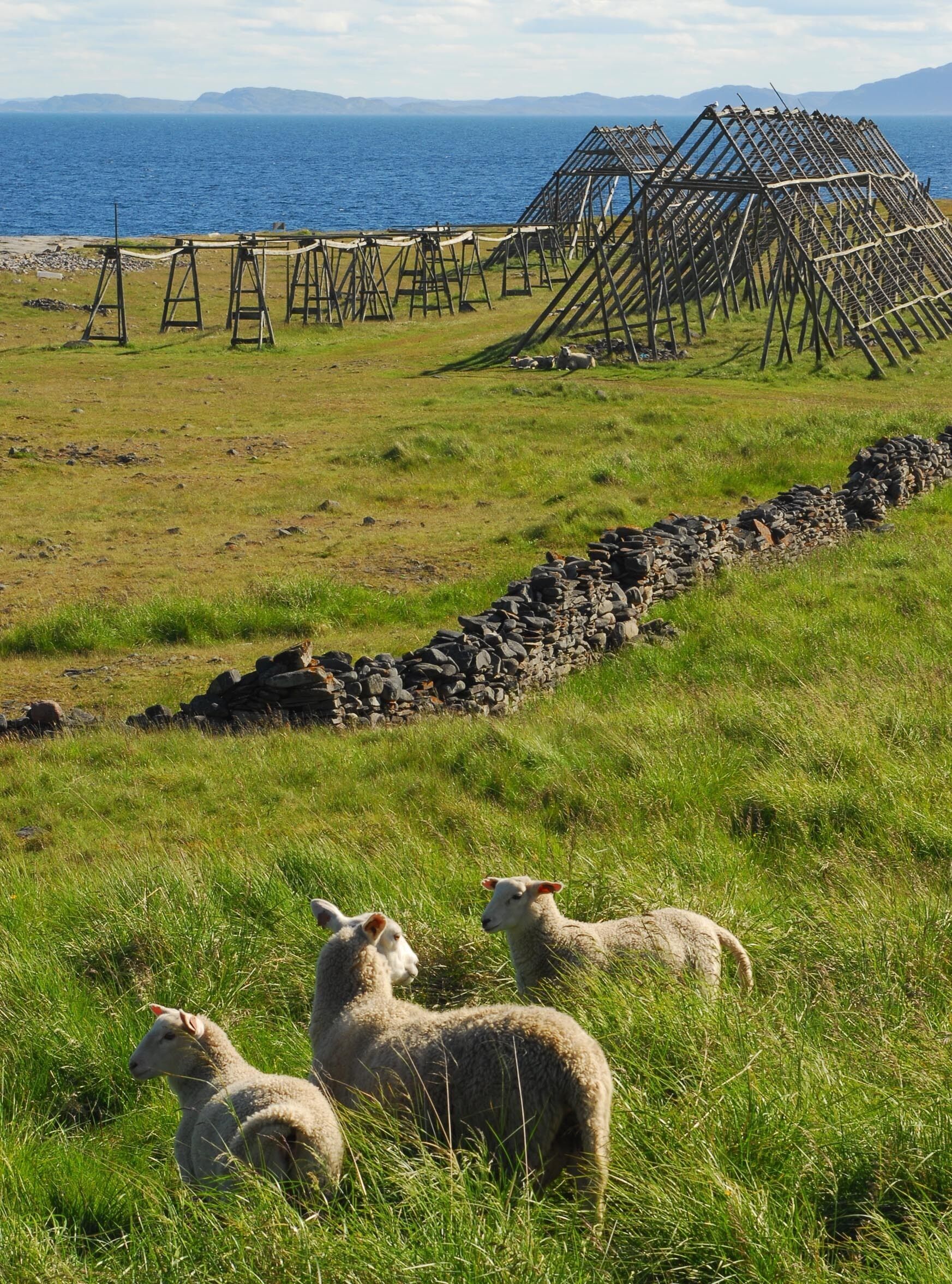 A grassy field with a stone wall and wooden structures in the background.