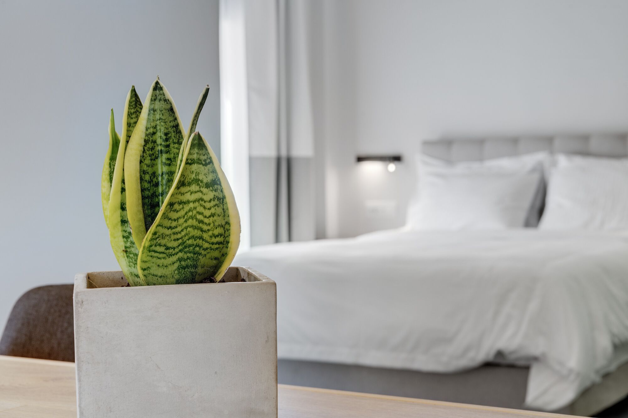 Una planta en maceta con hojas variegadas en una habitación moderna con una cama y una mesita de noche.
