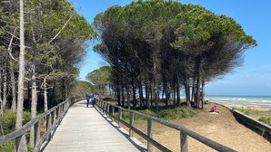 Een houten looppad met leuningen, omringd door bomen, dat uitkomt op een zandstrand.