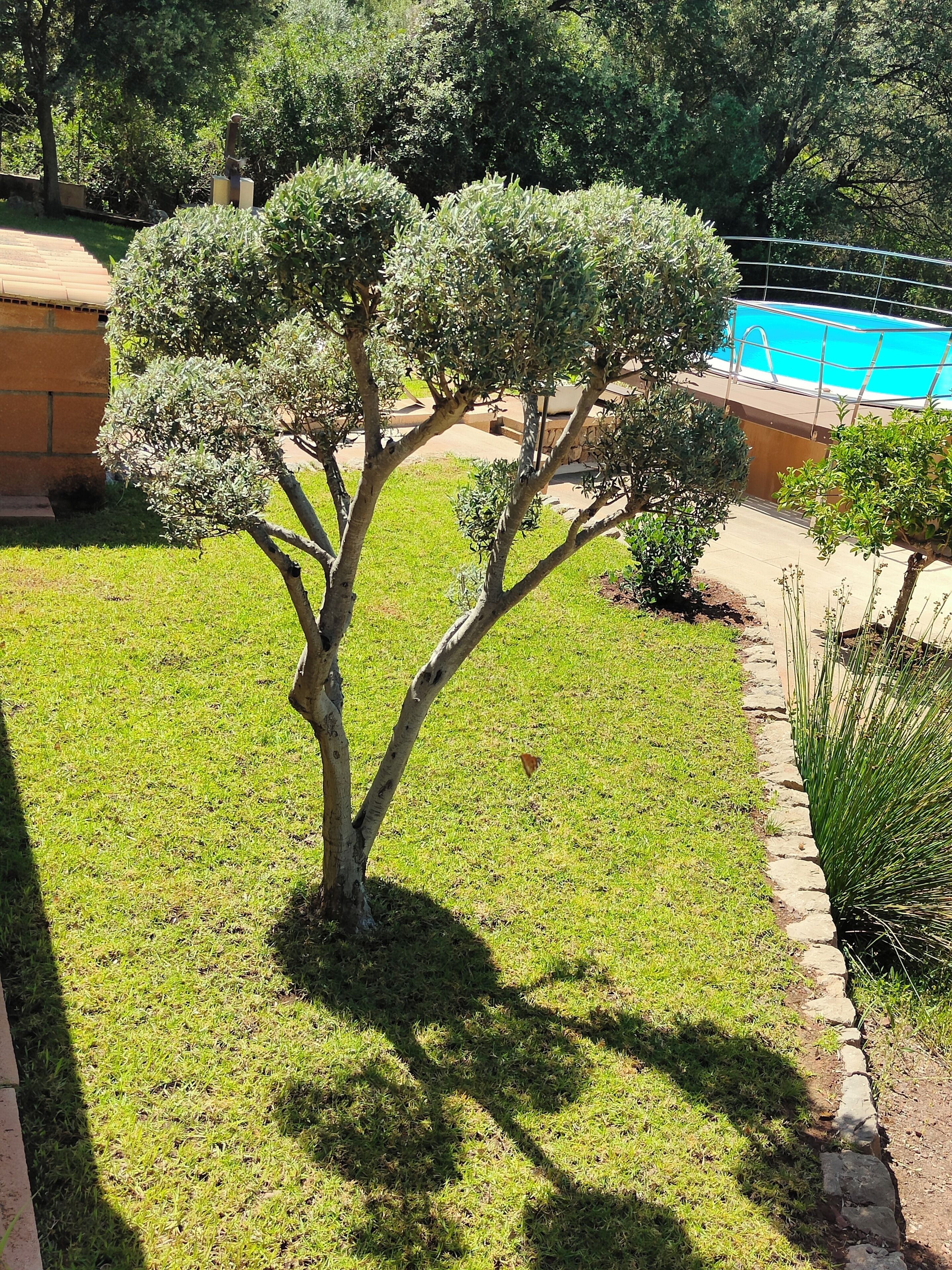 Um jardim bem cuidado, com uma árvore aparada, piscina e um caminho de pedra.