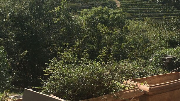 Vue d’un vignoble en terrasses, avec un banc en bois au premier plan.