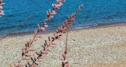 Mare Mare Thalassa A