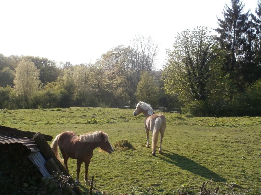 A grassy field with two horses and a wooden structure.
