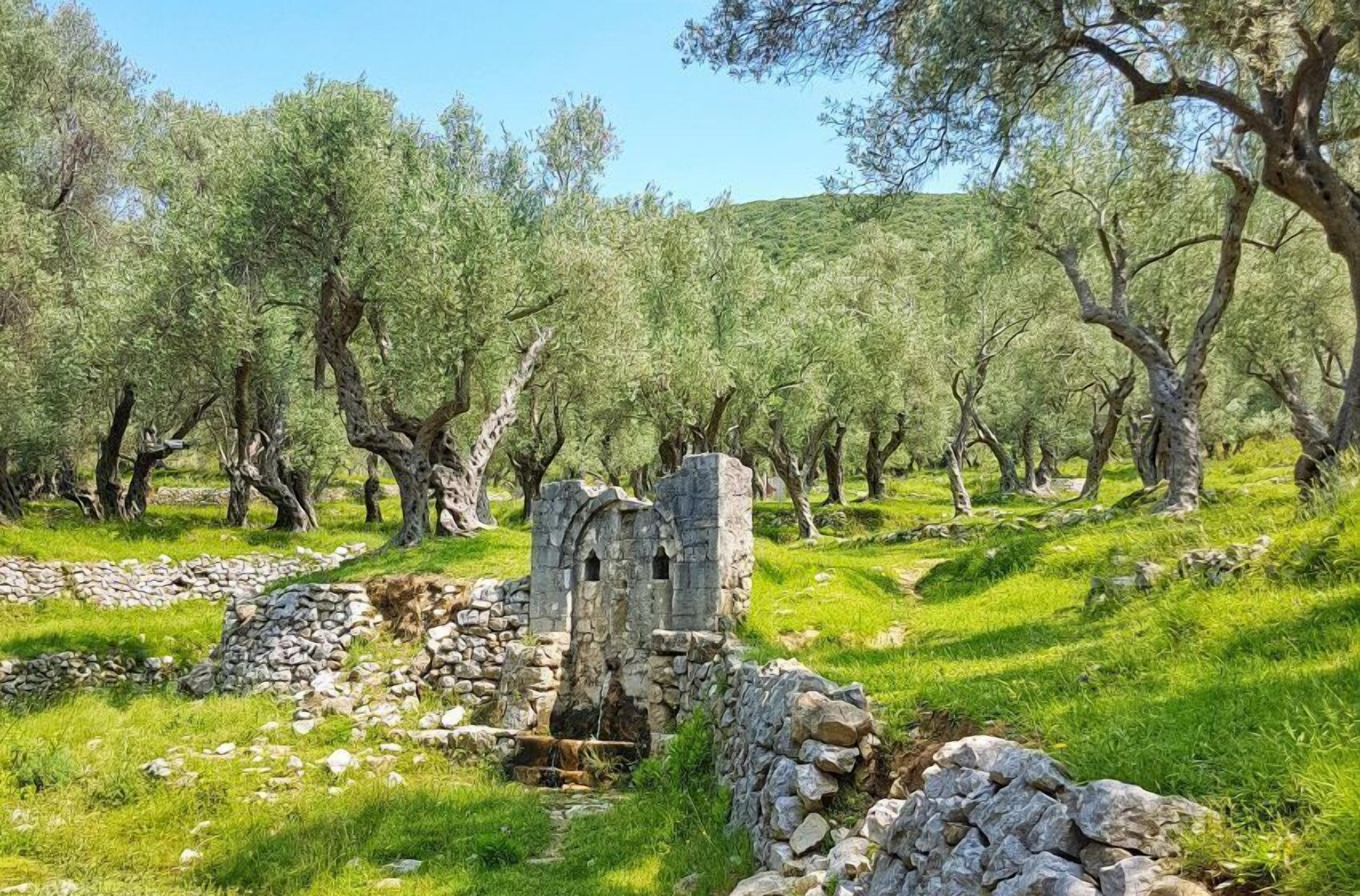 A historical stone structure surrounded by olive trees in a grassy field.