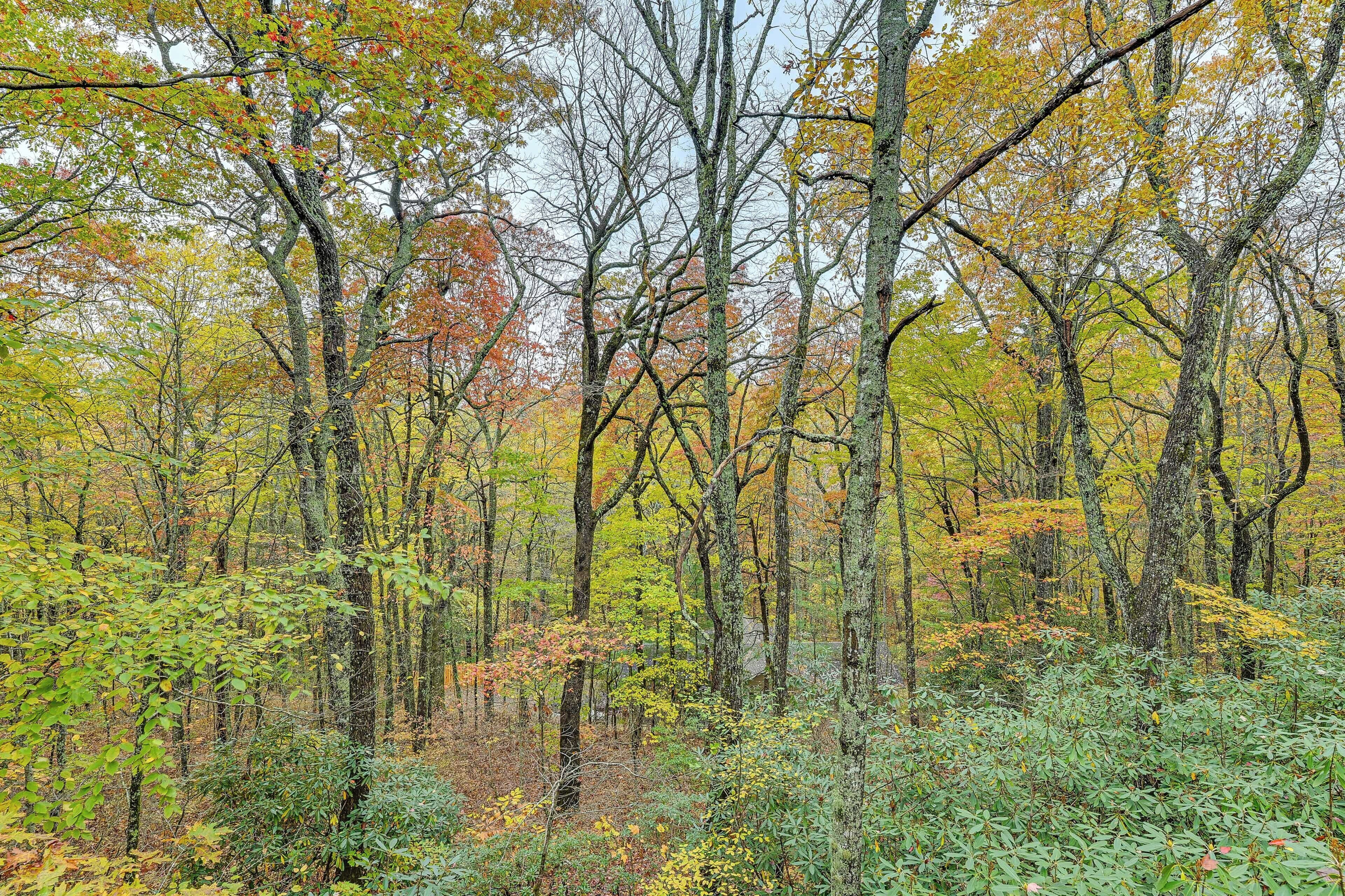 Uma floresta densa com árvores altas e vegetação rasteira.