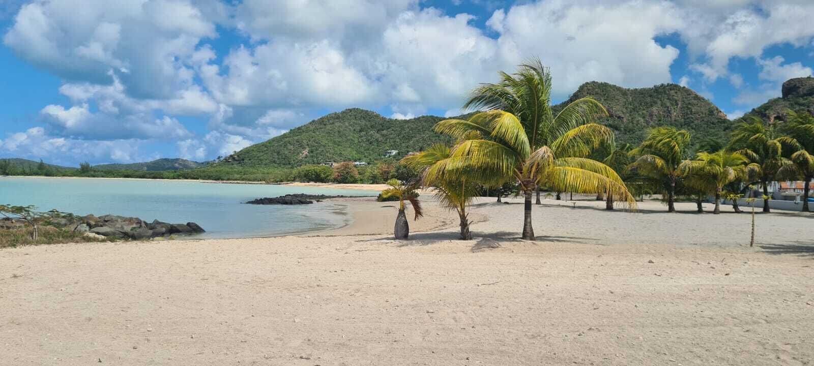 A beach with palm trees, a clear sky, and a mountain in the background.