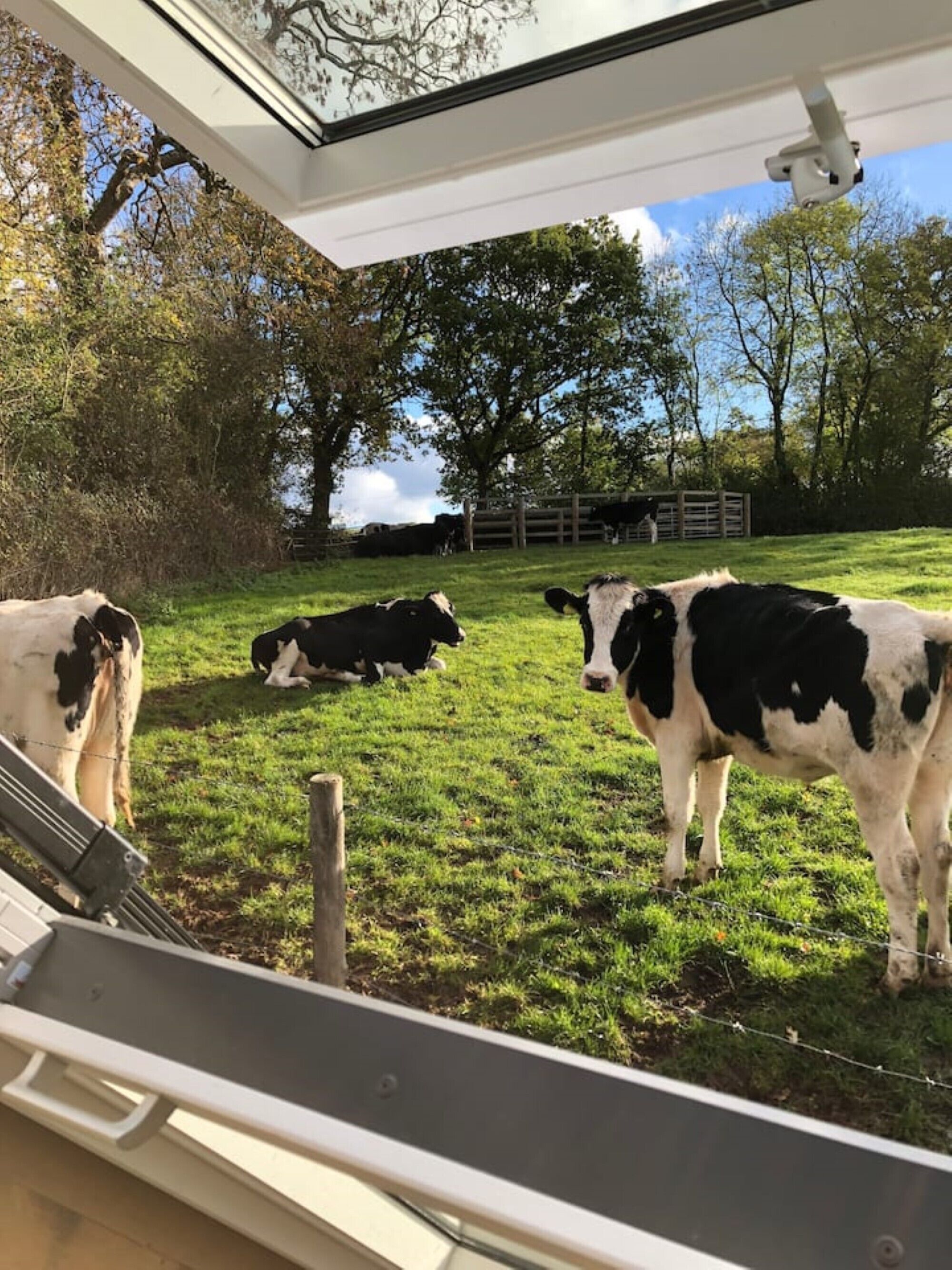 Blick auf eine grüne Wiese mit Kühen, einem Holzzaun und Bäumen im Hintergrund.