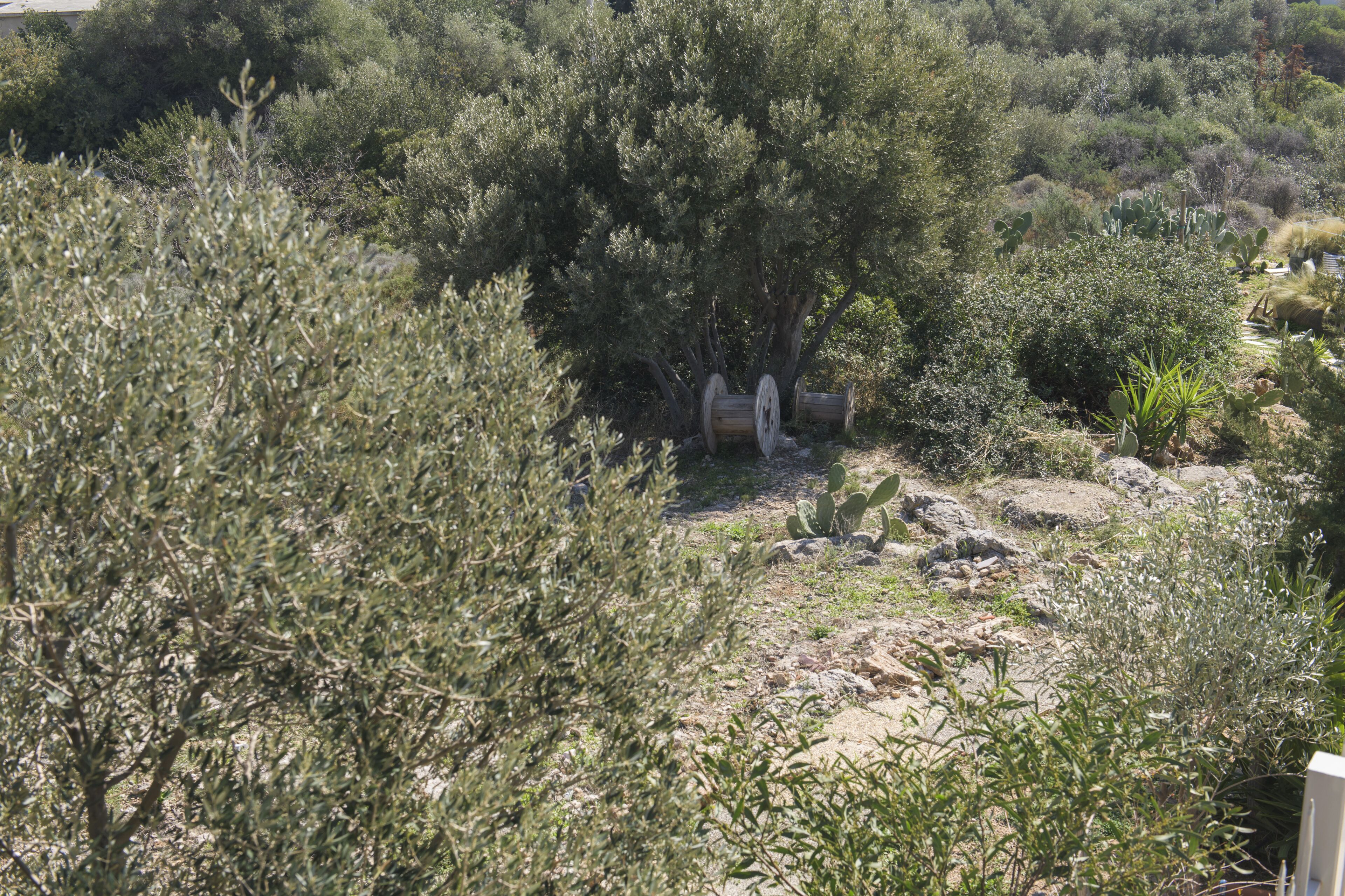 A natural landscape with dense vegetation and a large tree in the center.