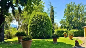 Un jardin bien entretenu, avec une pelouse soigneusement tondue, plusieurs grandes plantes en pot et un chemin de pierre menant à un bâtiment.